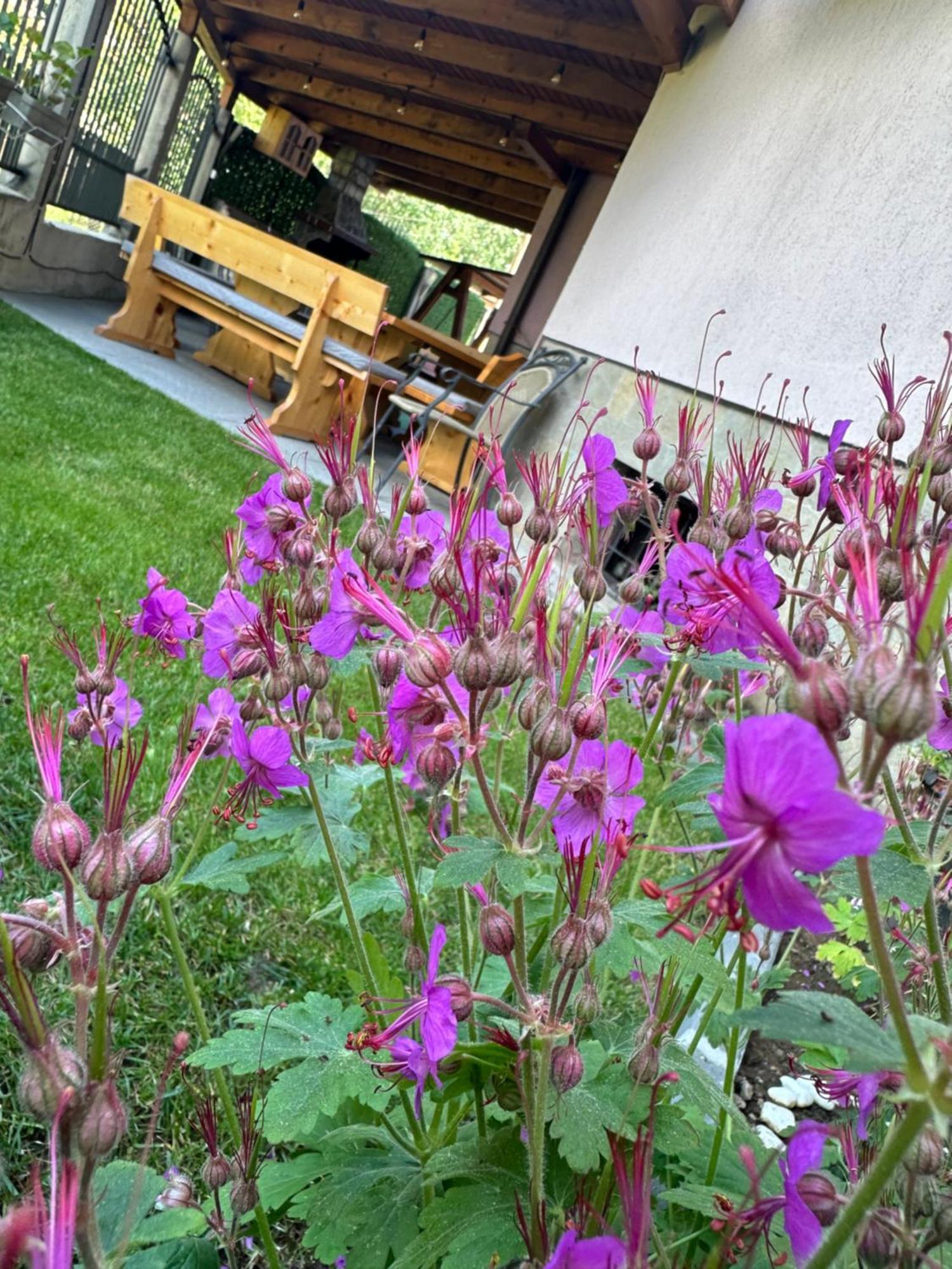 Advel Guest Hous Hotel Madzsare Kültér fotó